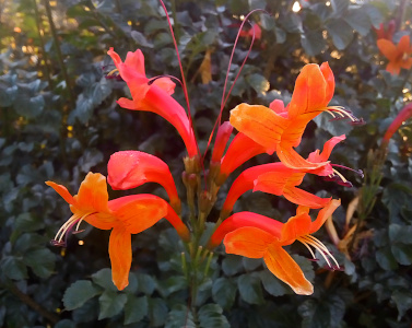 [Six blooms atop a  stem with three facing to the right and the other three facing left. Only four of the six are full opened. The flowers are a tubular shape with petals opening away from the center. There are thin purple-tipped stamen sticking out of the top of the center. ]